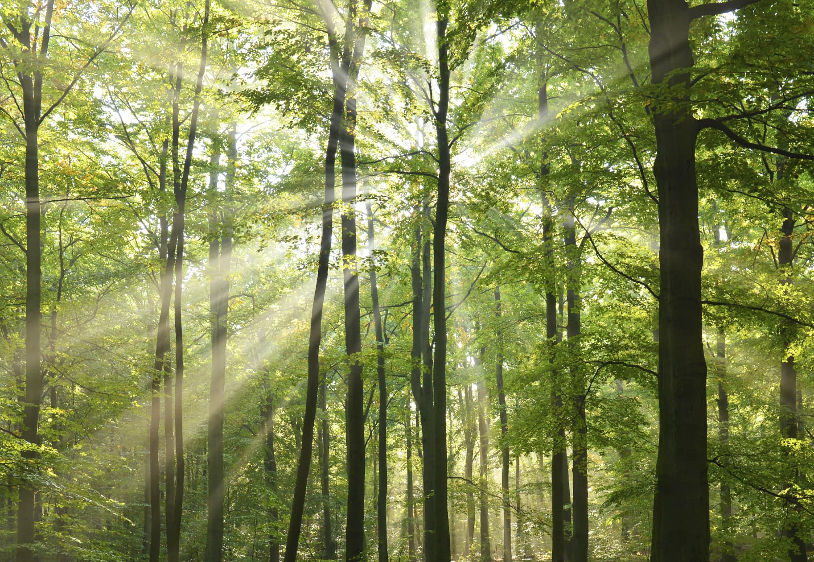 Saving Money While Following Eco-Friendly Habits